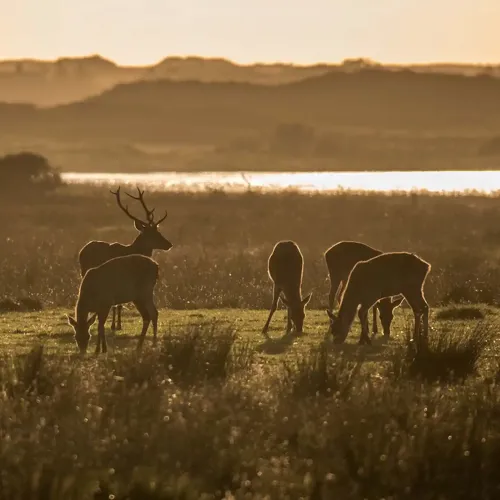 klithjem_badehotel_natur_raavildt.webp