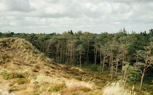 klithjem_badehotel_natur_klitter_skov.webp