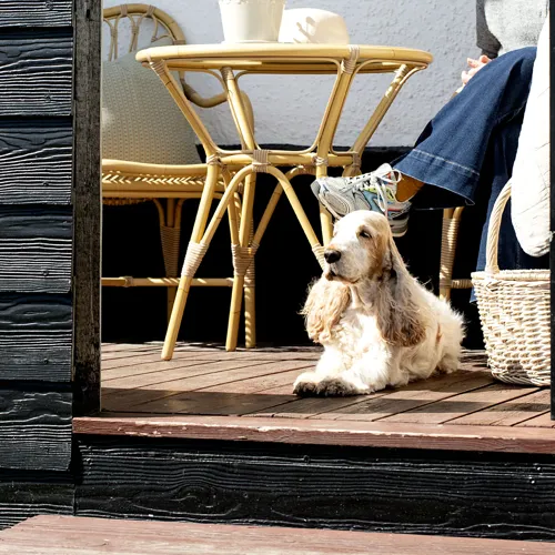 Klithjem_Badehotel_ferie-med-hund.webp