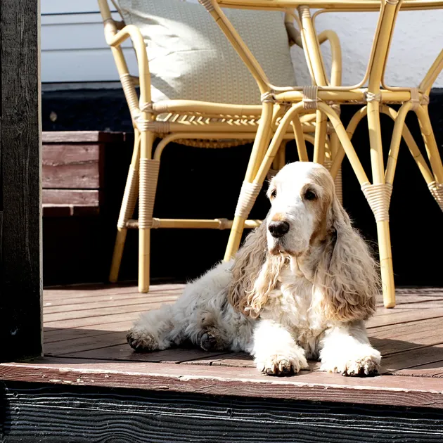 Klithjem_Badehotel_Vejers_hund-i-solen.webp