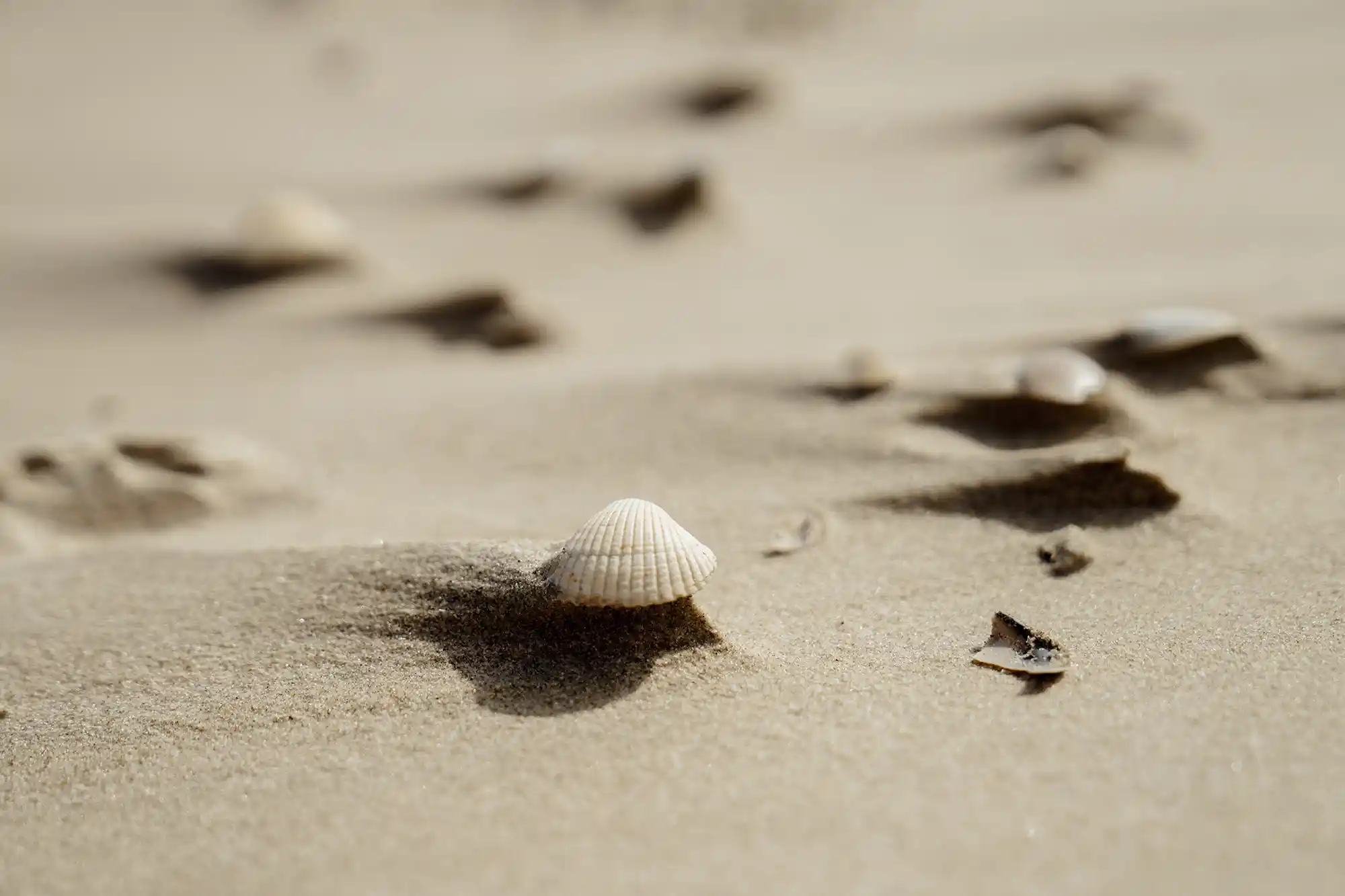 klithjem_badehotel_strand_strandskaller.webp